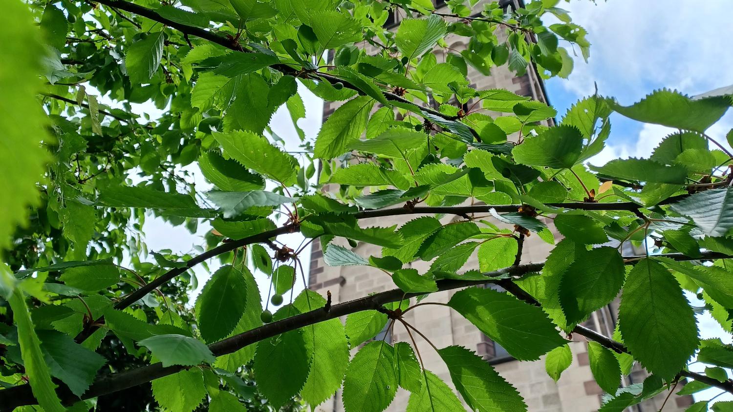 LaudatoSi1 Grüne Blätter eines Baumes vor einem Kirchturm